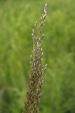 Deschampsia cespitosa \ Rasen-Schmiele / Tufted Hair Grass, Tussock Grass, D Philippsburg 26.6.2013