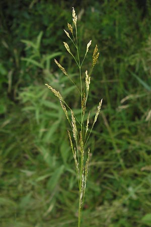 Agrostis capillaris \ Rotes Straugras / Common Bentgrass, Browntop, D Schwarzwald/Black-Forest, Gaggenau 30.6.2013