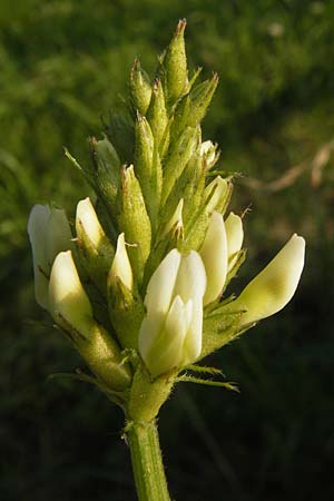 Astragalus cicer / Chick-Pea Milk-Vetch, D Bruchsal 5.7.2013