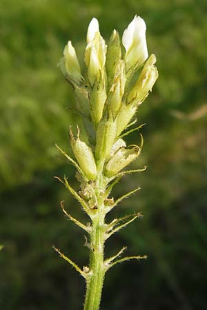 Astragalus cicer \ Kicher-Tragant / Chick-Pea Milk-Vetch, D Bruchsal 5.7.2013