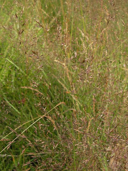 Agrostis canina \ Hunds-Straugras / Velvet Bentgrass, D Heidelberg 24.7.2013