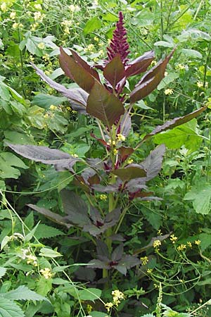 Amaranthus hypochondriacus \ Trauer-Amaranth, Prinzenfeder-Fuchsschwanz / Prince of Wales Pigweed, D Mannheim 9.9.2013