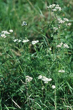 Achillea millefolium agg. / Yarrow, D Weinheim an der Bergstraße 18.9.2005