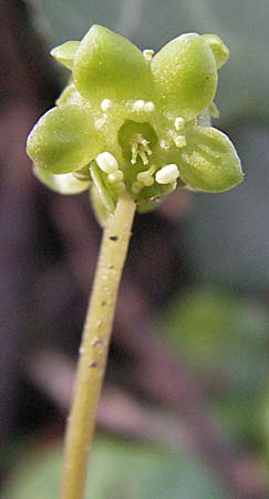 Adoxa moschatellina \ Moschuskraut / Moschatel, Town-Hall Clock, D Weinheim an der Bergstraße 3.4.2007