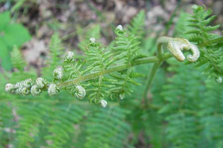 Pteridium pinetorum \ Kiefernwald-Adlerfarn, Nrdlicher Adlerfarn / Pinewood Bracken, D Odenwald, Langenthal 18.5.2009