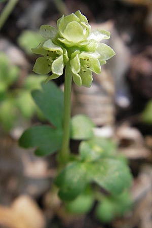 Adoxa moschatellina \ Moschuskraut, D Rheinhessen, Nack 27.4.2010