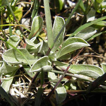 Antennaria dioica \ Gewhnliches Katzenpftchen / Mountain Everlasting, D Immenstadt 21.6.2011