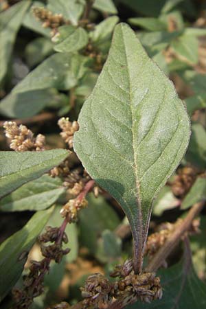 Amaranthus deflexus \ Niederliegender Amaranth, D Mannheim 25.9.2011