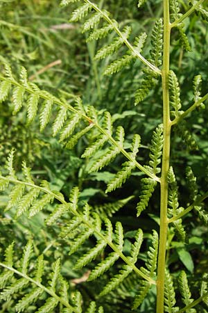 Athyrium distentifolium \ Alpen-Frauenfarn, D Schwarzwald, Hornisgrinde 30.7.2013