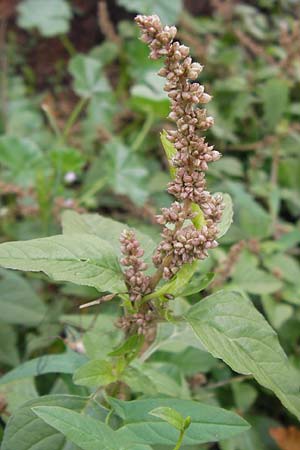 Amaranthus deflexus \ Niederliegender Amaranth / Perennial Pigweed, D Mannheim 15.9.2013