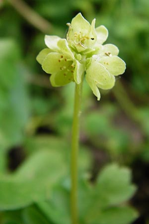 Adoxa moschatellina \ Moschuskraut / Moschatel, Town-Hall Clock, D Mülheim an der Mosel 12.4.2014