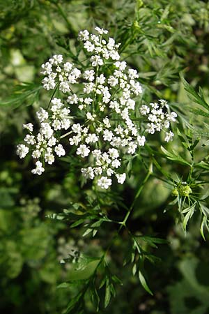 Aethusa cynapium subsp. elata \ Wald-Hunds-Petersilie, D Weinheim an der Bergstraße 23.7.2009