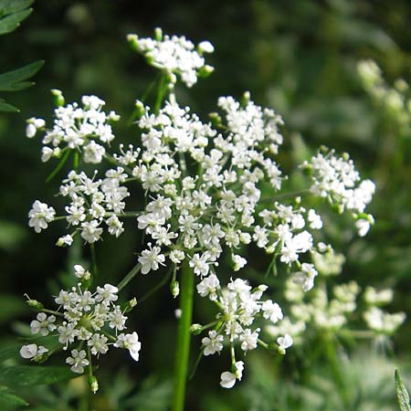 Aethusa cynapium subsp. elata \ Wald-Hunds-Petersilie / Fool's Parsley, D Weinheim an der Bergstraße 23.7.2009