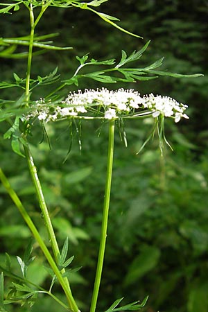 Aethusa cynapium subsp. elata \ Wald-Hunds-Petersilie / Fool's Parsley, D Weinheim an der Bergstraße 23.7.2009