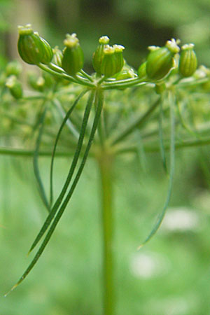 Aethusa cynapium subsp. elata \ Wald-Hunds-Petersilie, D Weinheim an der Bergstraße 23.7.2009