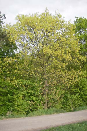 Quercus palustris \ Sumpf-Eiche, Nagel-Eiche, D Mannheim 15.4.2011