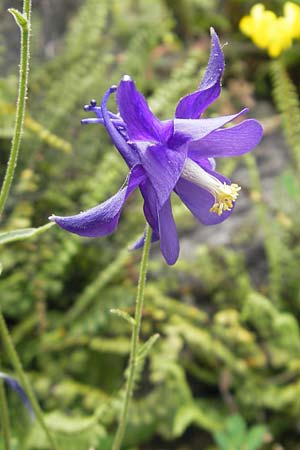 Aquilegia einseleana \ Einseles Akelei / Einsele's Columbine, D Botan. Gar.  Universit.  Tübingen 3.7.2011