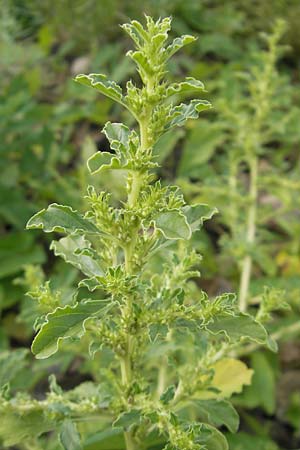 Amaranthus albus \ Weier Amaranth, D Weinheim an der Bergstraße 15.7.2011