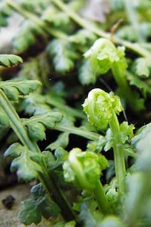 Asplenium fontanum \ Jura-Streifenfarn, D Geislingen a. d. Steige 4.5.2014