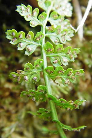 Asplenium fontanum \ Jura-Streifenfarn / Smooth Spleenwort, European Rock Fern, D Geislingen a. d. Steige 4.5.2014