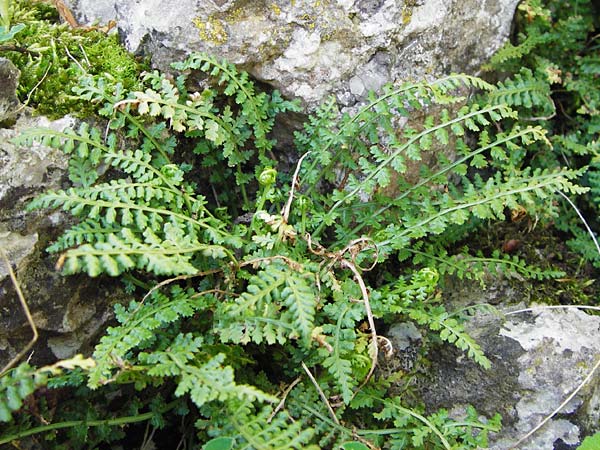 Asplenium fontanum \ Jura-Streifenfarn, D Geislingen a. d. Steige 4.5.2014