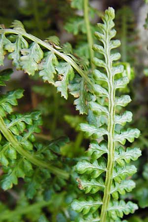 Asplenium fontanum \ Jura-Streifenfarn / Smooth Spleenwort, European Rock Fern, D Geislingen a. d. Steige 4.5.2014