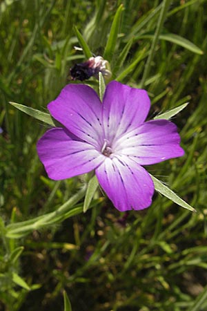 Agrostemma linicola \ Lein-Rade, D Botan. Gar.  Universit.  Mainz 11.7.2009