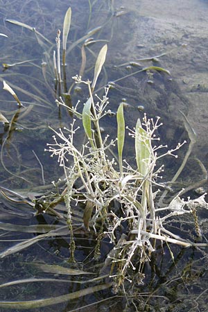 Alisma gramineum \ Gras-Froschlffel / Ribbon-Leaved Water-Plantain, D Pfalz, Wörth 2.9.2013