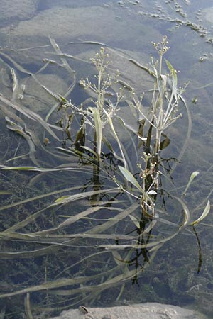 Alisma gramineum \ Gras-Froschlffel, D Pfalz, Wörth 2.9.2013