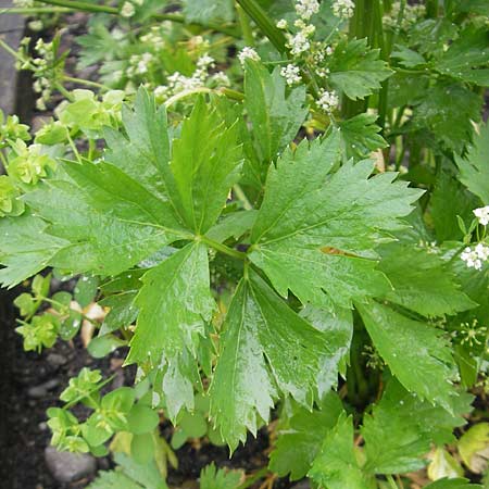 Apium graveolens \ Sellerie / Celery, D Insel/island Reichenau 18.6.2011