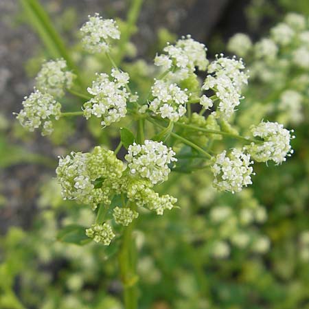 Apium graveolens \ Sellerie / Celery, D Insel/island Reichenau 18.6.2011