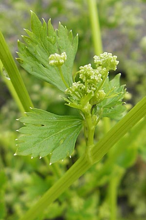 Apium graveolens \ Sellerie / Celery, D Insel/island Reichenau 18.6.2011