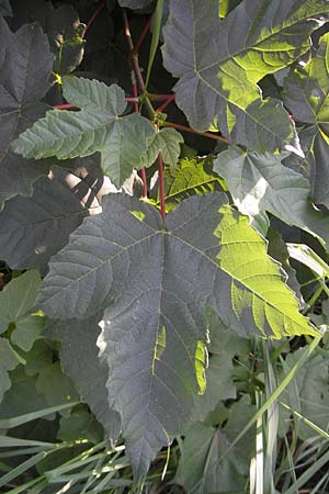 Acer tataricum subsp. ginnala / Amur Maple, D Mannheim 4.10.2011