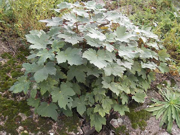 Acer tataricum subsp. ginnala \ Amur-Ahorn, Mongolischer Steppen-Ahorn / Amur Maple, D Mannheim 9.10.2011