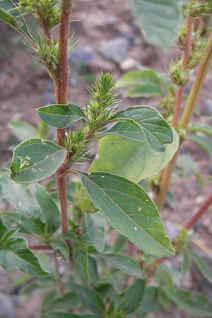 Amaranthus powellii / Green Pigweed, D Heidelberg 2.8.2012