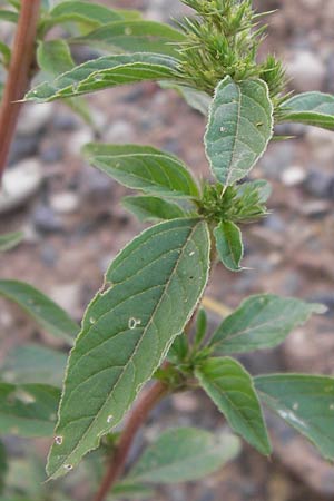 Amaranthus powellii \ Grnhriger Amaranth / Green Pigweed, D Heidelberg 2.8.2012