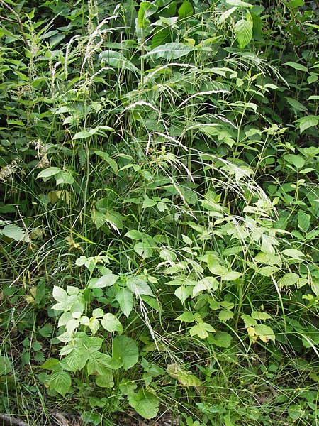 Agrostis stolonifera \ Weies Straugras / Creeping Bentgrass, D Lobbach-Waldwimmersbach 21.6.2013