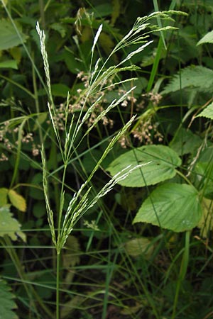 Agrostis stolonifera \ Weies Straugras / Creeping Bentgrass, D Lobbach-Waldwimmersbach 21.6.2013