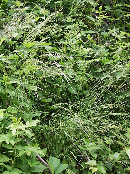 Agrostis stolonifera \ Weies Straugras, D Lobbach-Waldwimmersbach 21.6.2013