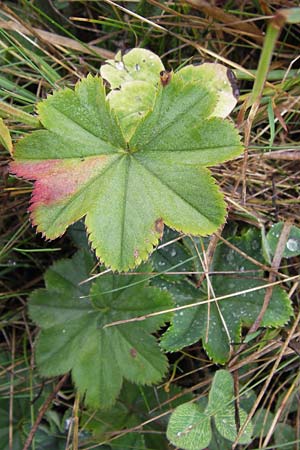 Alchemilla glabra ? \ Kahler Frauenmantel, D Gladenbach 7.9.2013