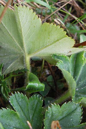 Alchemilla glabra ? \ Kahler Frauenmantel / Smooth Lady's Mantle, D Gladenbach 7.9.2013