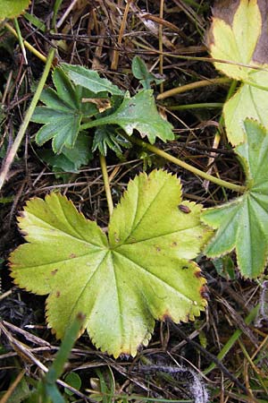 Alchemilla glabra ? \ Kahler Frauenmantel / Smooth Lady's Mantle, D Gladenbach 7.9.2013