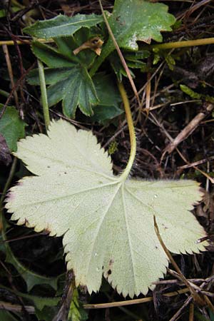 Alchemilla glabra ? \ Kahler Frauenmantel / Smooth Lady's Mantle, D Gladenbach 7.9.2013