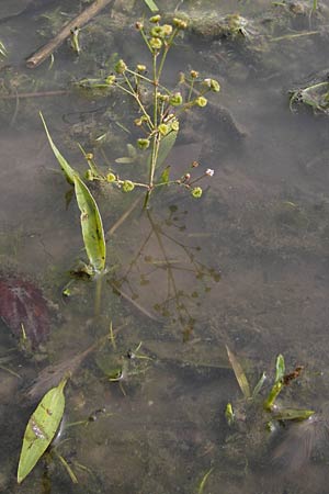 Alisma lanceolatum \ Lanzettblttriger Froschlffel / Water-Plantain, D Pfalz, Jockgrim 28.9.2013