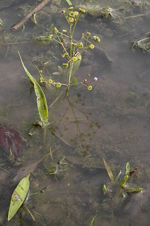 Alisma lanceolatum \ Lanzettblttriger Froschlffel, D Pfalz, Jockgrim 28.9.2013