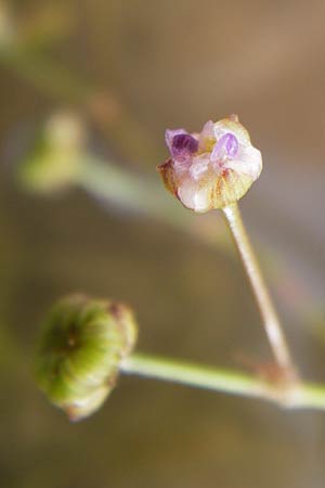 Alisma lanceolatum / Water-Plantain, D Pfalz, Jockgrim 28.9.2013