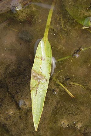 Alisma lanceolatum \ Lanzettblttriger Froschlffel, D Pfalz, Jockgrim 28.9.2013