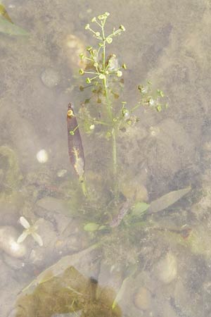 Alisma lanceolatum \ Lanzettblttriger Froschlffel / Water-Plantain, D Pfalz, Jockgrim 28.9.2013