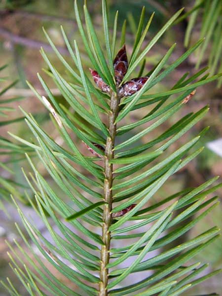 Pseudotsuga menziesii \ Grne Douglasie / Douglas Fir, D Odenwald, Heddesbach 18.3.2014