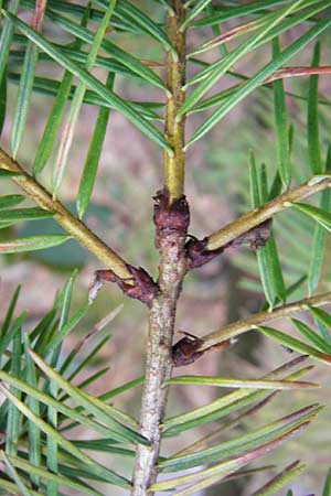 Pseudotsuga menziesii \ Grne Douglasie, D Odenwald, Heddesbach 18.3.2014